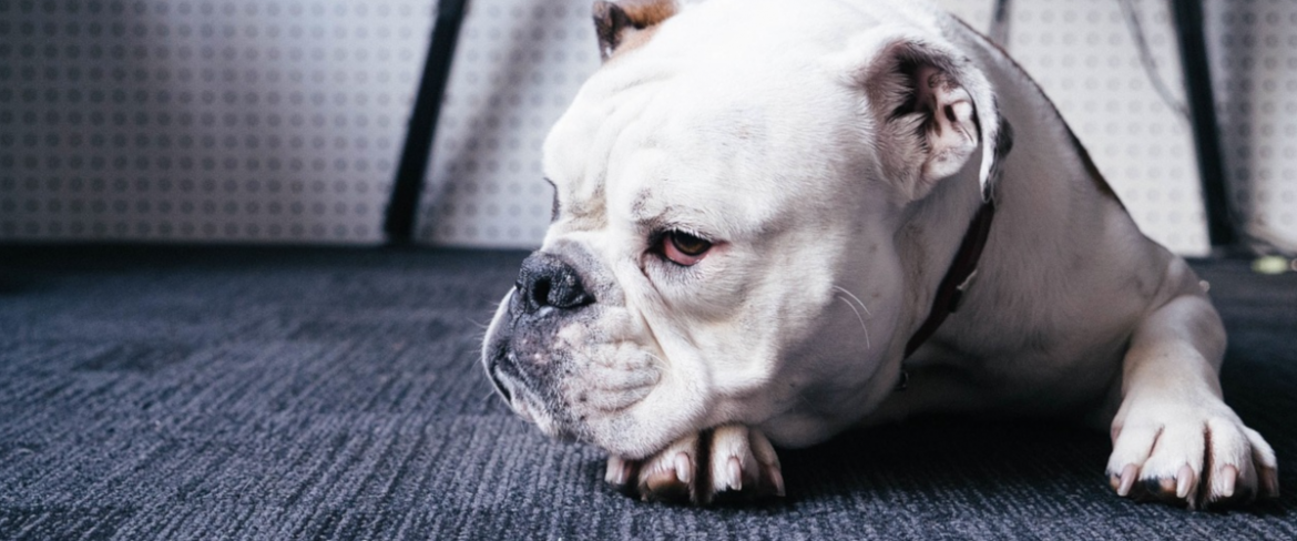 Nielegalny handel rasowymi psami kwitnie. Uważajcie!