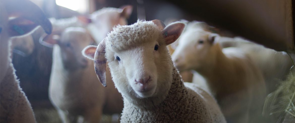 A słyszeliście o jedzeniu dla planety?