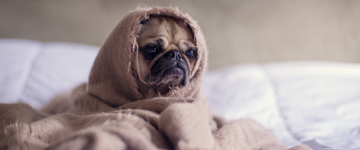 pobudka wcześnie rano
