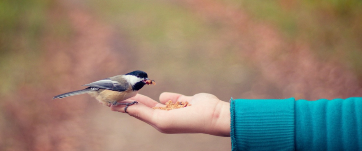 Najbardziej zwierzęcy blog o zwierzętach – Animalistka